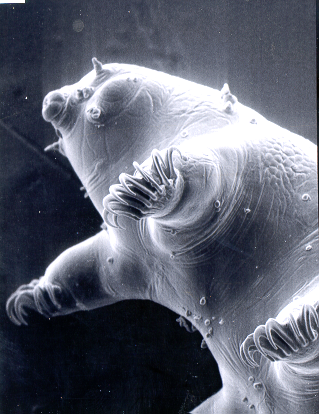 Illustration for article titled Extremophiles I Have Known And Loved